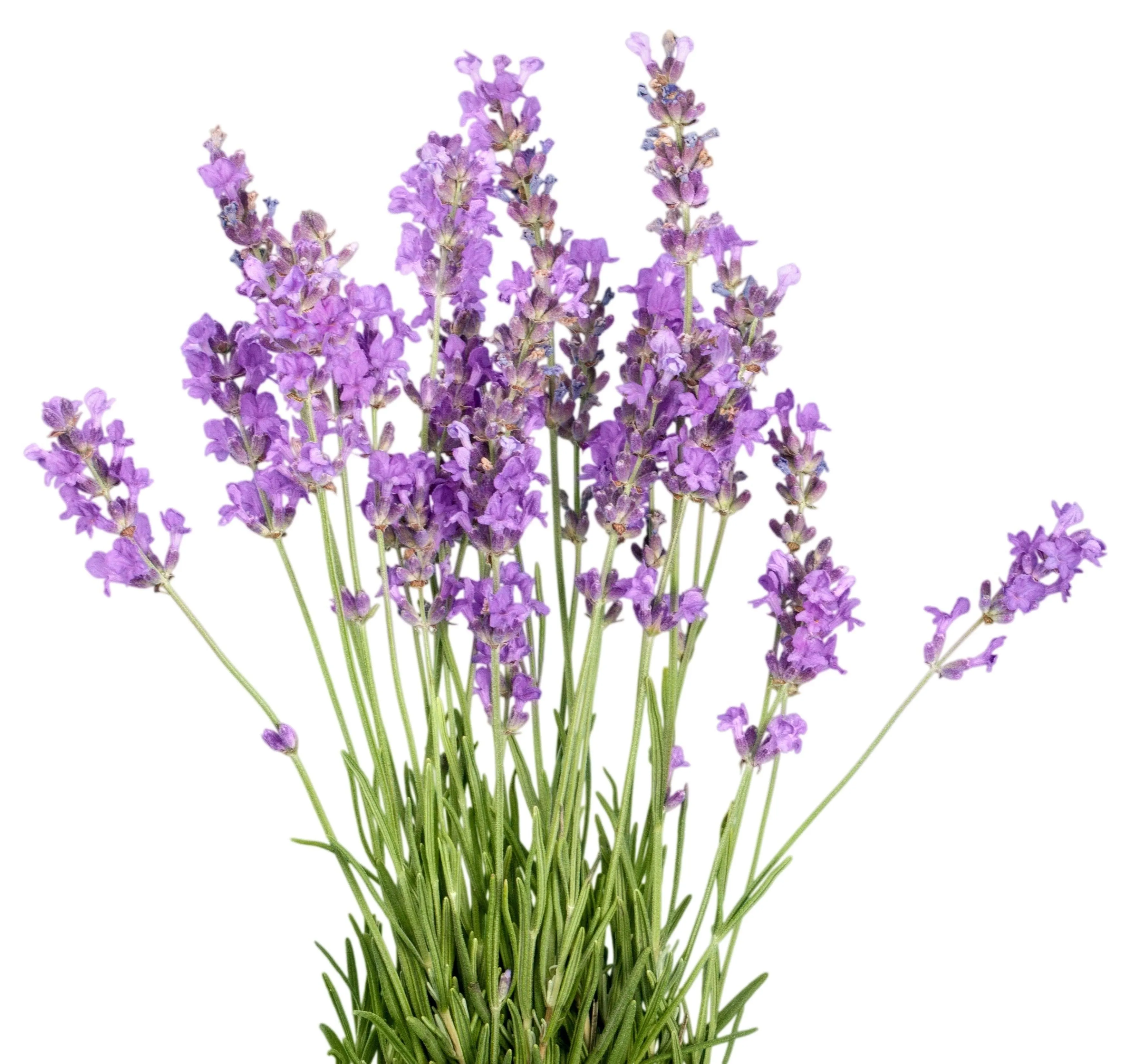 Honey Lavender Body Polishing Scrub